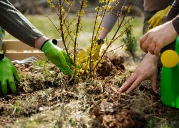 Suzano promove plantio de espécies nativas em Cachoeiro de Itapemirim