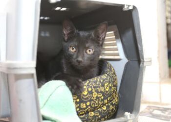 Saúde reúne veterinários para combate a doença de gatos