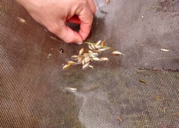 Alegre recebe Workshop de Piscicultura