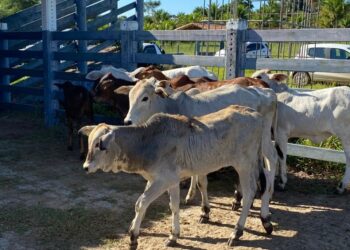 Atualização cadastral de rebanhos faltam poucos dias para terminar o prazo
