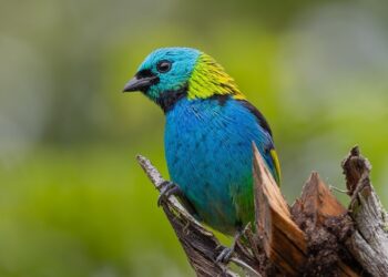 Reserva Biológica Duas Bocas incentiva ciência cidadã com a ‘Observação de Aves’