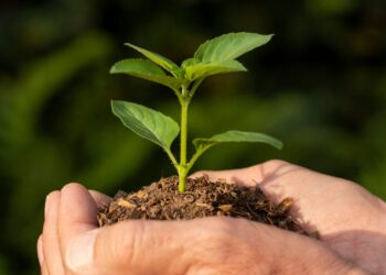 Imagem de freepik natureza arvore plantio planta mão sustentabilidade