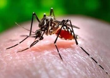 dengue_mosquito Aedes aegypti