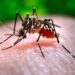 dengue_mosquito Aedes aegypti