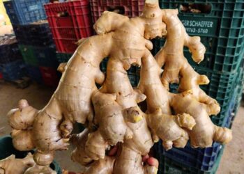 Exportação de gengibre mais que dobra em janeiro de 2024