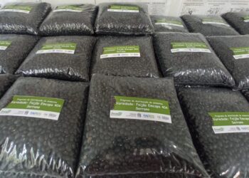 Feijão e milho: Incaper distribui sementes melhoradas e orienta agricultores para cultivo