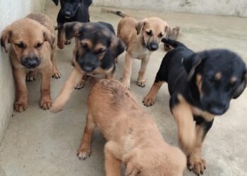Doação de filhotes na Feira da Agricultura Familiar neste sábado