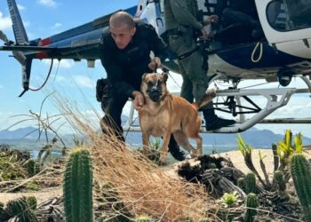 Polícia Penal realiza treinamento com cães em aeronaves