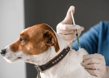 Alerta para vacinação de cães: época da cinomose está chegando!