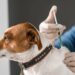 Alerta para vacinação de cães: época da cinomose está chegando!