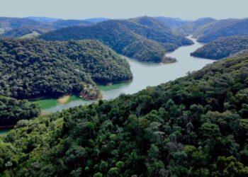 Dia Nacional da Mata Atlântica: Espírito Santo registra diminuição de quase 33% no número de desmatamento ilegal