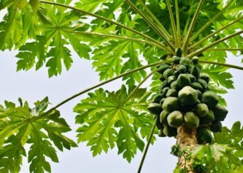 Espírito Santo é o maior produtor e exportador de mamão do Brasil