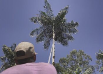 Garantia de preço mínimo melhora renda de extrativistas de juçara no Espírito Santo