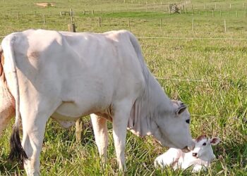 Atualização cadastral de rebanhos