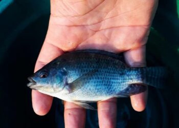 Comunidade de pescadores de Aracruz recebe unidade experimental de aquaponia