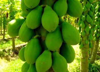 Papaya Brasil 2024 divulga programação e abre inscrições