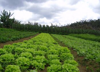 Banestes anuncia R$ 1 bi em recursos para Plano Safra 2024/25