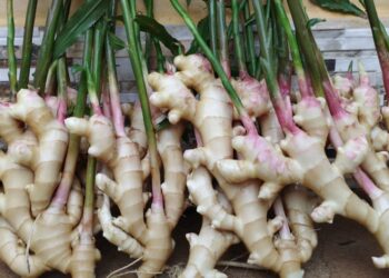 Governo do Estado apoia pesquisa que culminou na primeira cultivar do gengibre no País