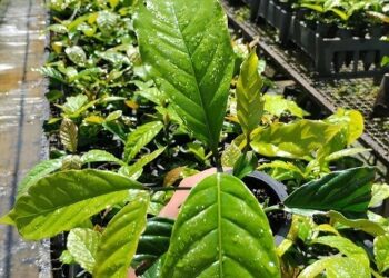 Pesquisa do Incaper melhora qualidade de mudas de café conilon