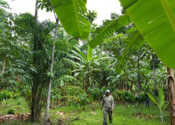 Evento on-line aborda Sistemas Agroflorestais no Espírito Santo