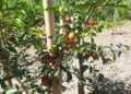 Pesquisa avalia novas variedades de acerola com potencial para plantio no Espírito Santo