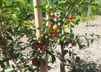 Pesquisa avalia novas variedades de acerola com potencial para plantio no Espírito Santo