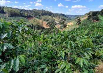 Como fica a agricultura capixaba com o Estado de Alerta sobre a situação hídrica no Espírito Santo