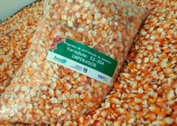 Agricultores capixabas recebem sementes para plantio de milho crioulo
