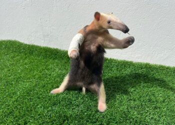 Tamanduá-Mirim ‘Tatá’ é transferido para zoológico no Rio de Janeiro