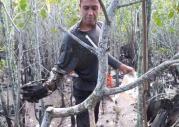 Iema divulga estudo sobre extração sustentável do Caranguejo-Uçá