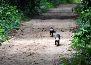 Parques Estaduais têm funcionamento diferente no fim de ano