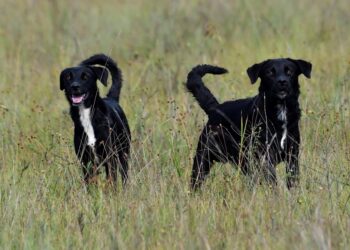 Saiba porque animais domésticos não são permitidos nos parques estaduais