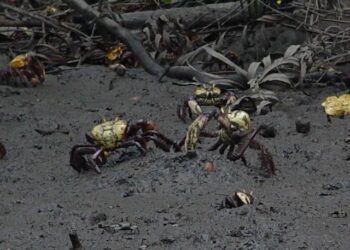 Confira o calendário 2025 do período de andada do caranguejo-uçá
