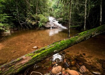 Reserva Biológica de Duas Bocas comemora 34 anos