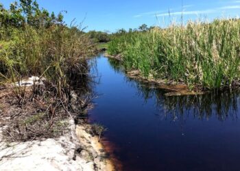 Trilhas e lagoa no Parque Estadual Paulo César Vinha estão temporariamente fechadas devido a chuvas