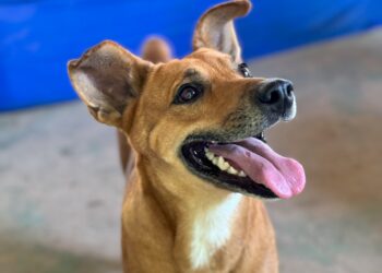 Seama vai lançar segundo ciclo do Programa Estadual de Bem-Estar Animal, o Pet Vida