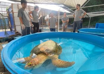 Iema abre chamamento público para programa de triagem e reabilitação de animais silvestres e exóticos