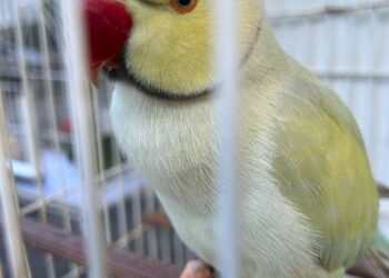 Iema entrega mais 24 animais para Guardiões de Fauna