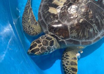 Última semana para inscrição em Chamamento Público de Centro de Triagem e Reabilitação de Animais Silvestres