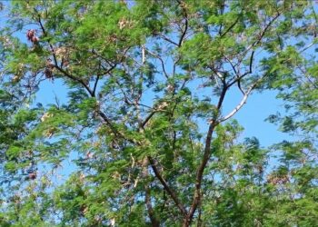 Iema implementa programa para manejo de espécies exóticas invasoras em Unidades de Conservação