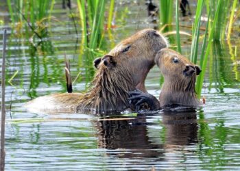 Parque Estadual Paulo César Vinha avança na revisão do plano de manejo com nova oficina participativa