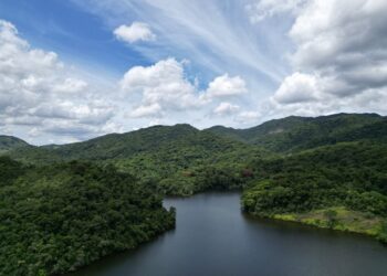 Espírito Santo reduz em 60% taxa de desmatamento em 2024