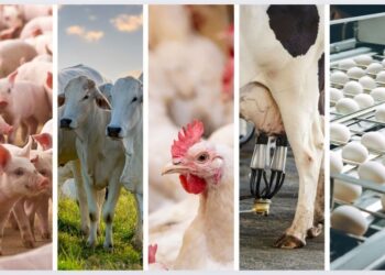 Produção animal cresce no Espírito Santo no 1º trimestre de 2025