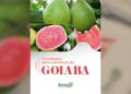 Versão revisada e ampliada de livro sobre goiaba é lançada pelo Incaper
