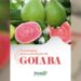 Versão revisada e ampliada de livro sobre goiaba é lançada pelo Incaper