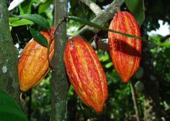 Incaper promove curso on-line e gratuito sobre cultura do cacaueiro
