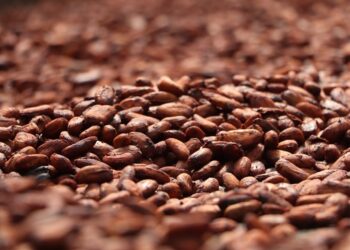 Incaper recebe inscrições para o 9º Concurso de Qualidade de Amêndoas do Cacau Capixaba