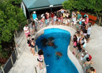 Museu das Tartarugas Marinhas, em Vitória, passa por modernização museológica