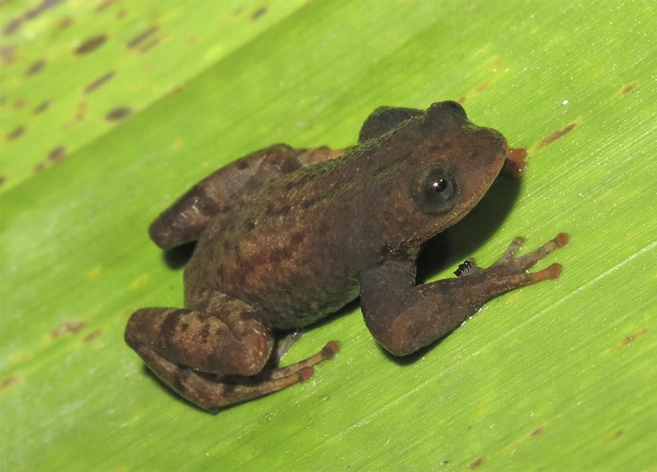 Nova espécie de rã é descoberta no Parque Estadual do Forno Grande, no Espírito Santo 2