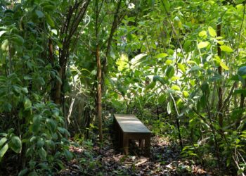 Parque Cultural Casa do Governador vai implantar agrofloresta com horta medicinal